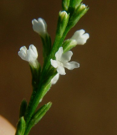 Verbena_urticifolia_flower.jpg