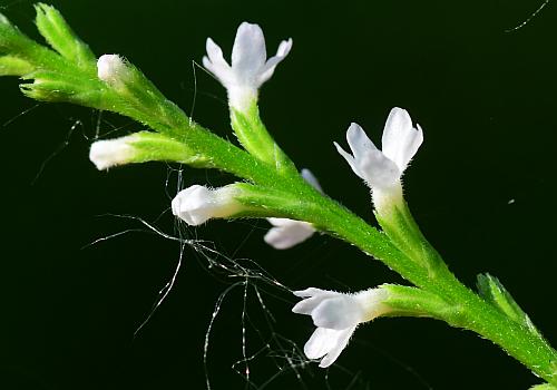 Verbena_urticifolia_flowers.jpg