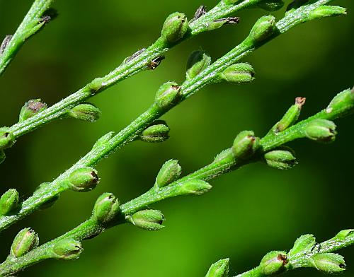 Verbena_urticifolia_fruits.jpg