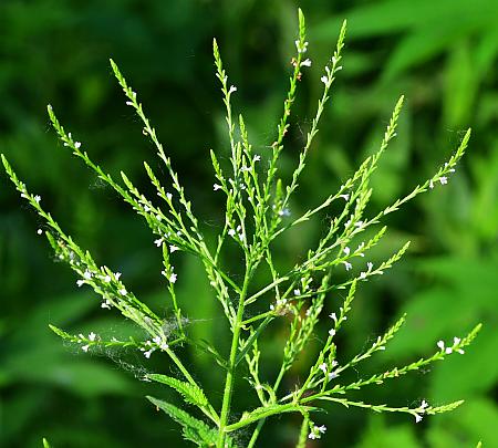 Verbena_urticifolia_inflorescence.jpg