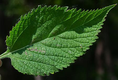 Verbena_urticifolia_leaf1.jpg