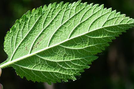 Verbena_urticifolia_leaf2.jpg