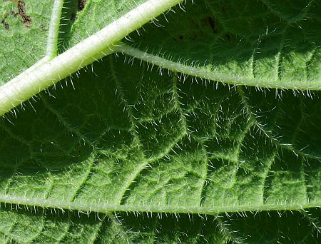 Verbena_urticifolia_leaf2a.jpg