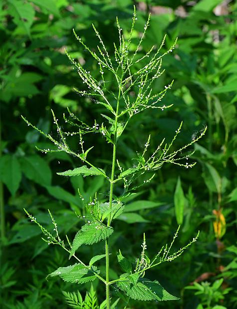 Verbena_urticifolia_plant.jpg