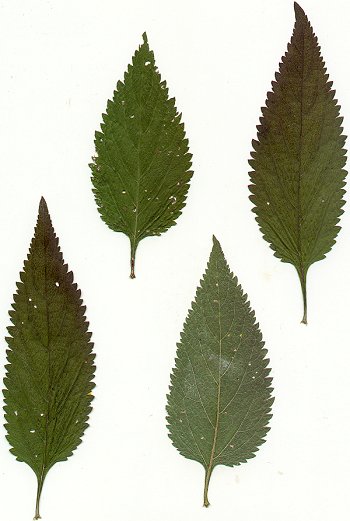 Verbena_urticifolia_pressed_leaves.jpg