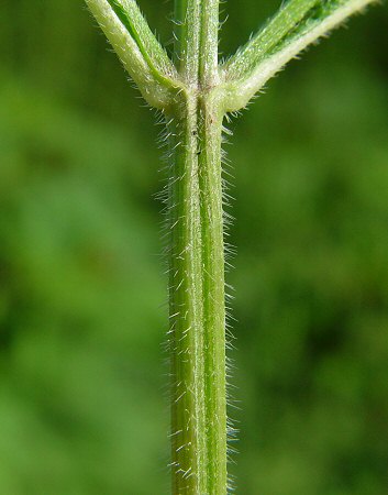 Verbena_urticifolia_stem.jpg