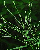 Verbena urticifolia thumbnail