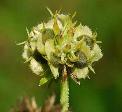 Verbesina_alternifolia_fruits.jpg