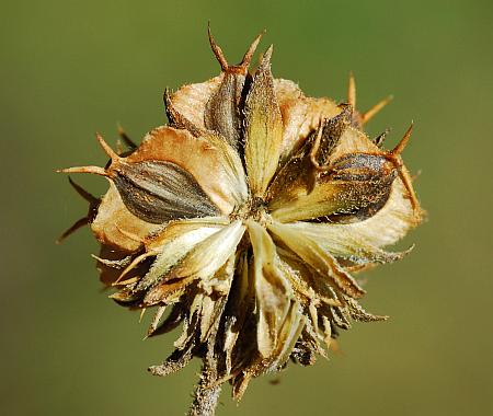 Verbesina_alternifolia_fruits2.jpg