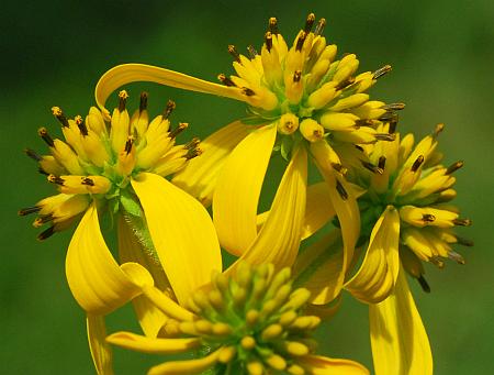 Verbesina_alternifolia_heads.jpg