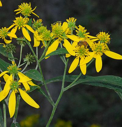 Verbesina_alternifolia_inflorescence.jpg