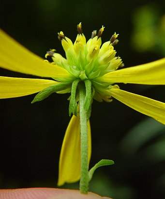 Verbesina_alternifolia_involucre.jpg