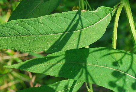 Verbesina_alternifolia_leaf1.jpg