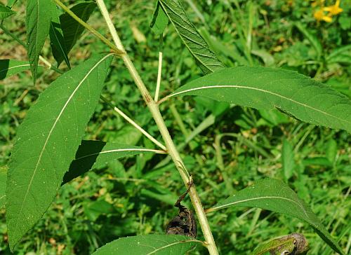 Verbesina_alternifolia_leaves.jpg