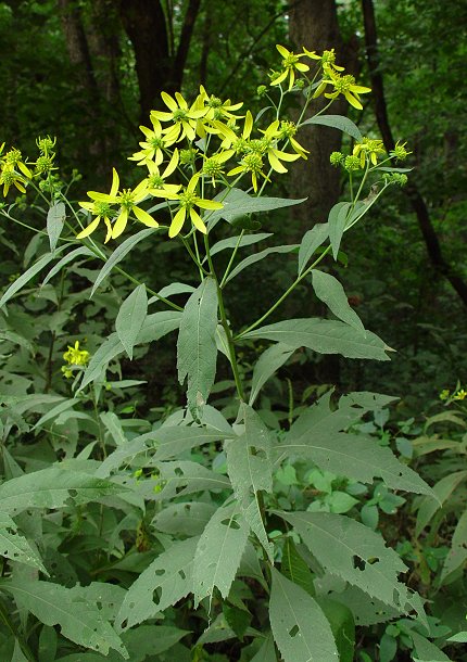 Verbesina_alternifolia_plant.jpg
