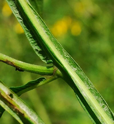 Verbesina_alternifolia_stem2.jpg