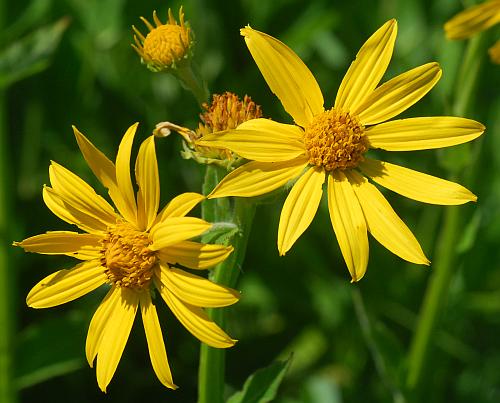 Verbesina_helianthoides_heads.jpg