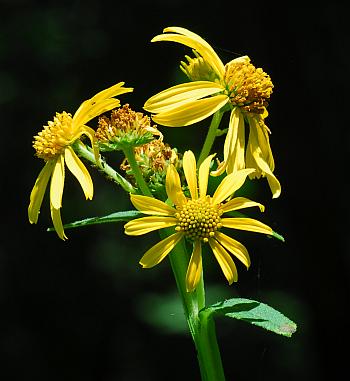 Verbesina_helianthoides_inflorescence.jpg