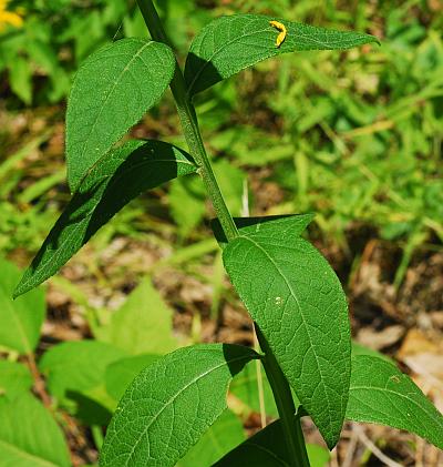 Verbesina_helianthoides_leaves.jpg