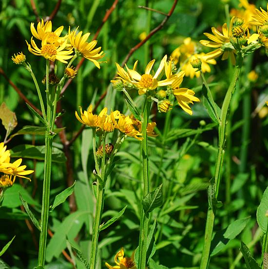 Verbesina_helianthoides_plant.jpg