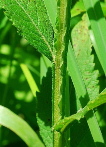 Verbesina_helianthoides_stem.jpg