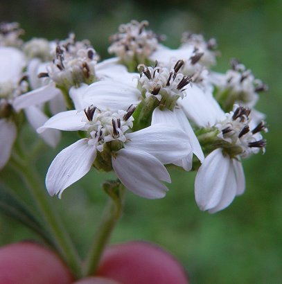 Verbesina_virginica_flowers.jpg