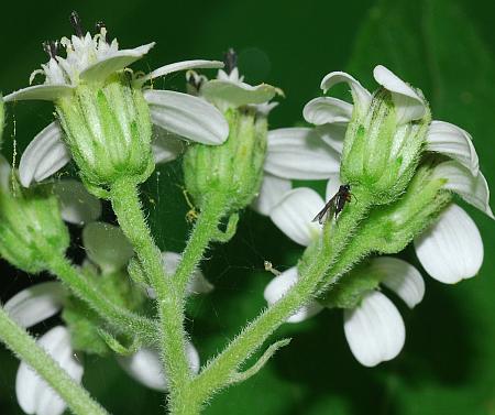 Verbesina_virginica_inflorescence2.jpg