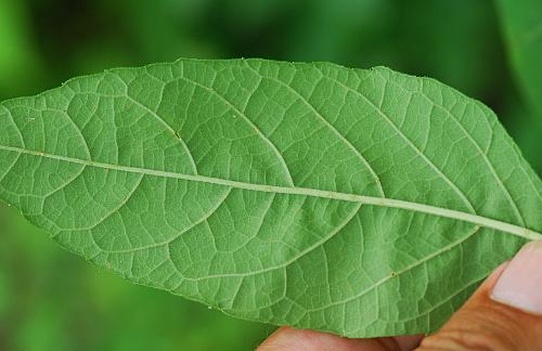 Verbesina_virginica_leaf2.jpg