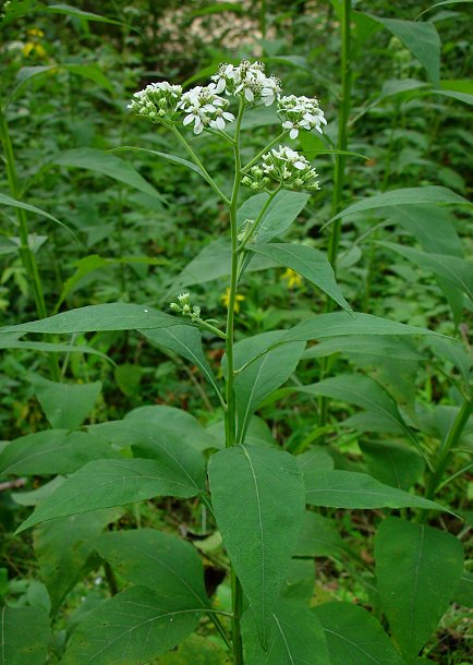 Verbesina_virginica_plant.jpg