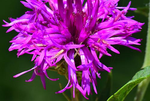 Vernonia_arkansana_florets.jpg