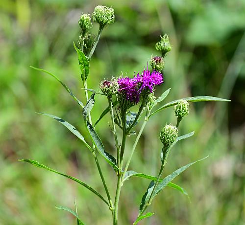 Vernonia_arkansana_inflorescence.jpg