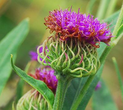 Vernonia_arkansana_involucre2.jpg