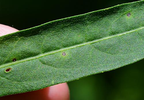 Vernonia_arkansana_leaf1.jpg