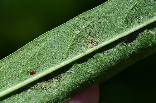 Vernonia_arkansana_leaf2.jpg