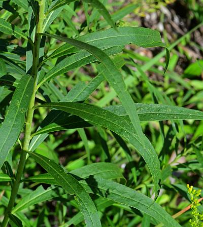 Vernonia_arkansana_leaves.jpg