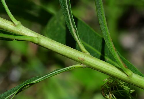 Vernonia_arkansana_stem.jpg