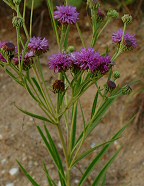 Vernonia arkansana thumbnail