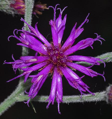 Vernonia_baldwinii_florets.jpg