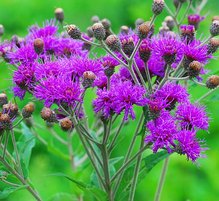 Vernonia_baldwinii_inflorescence1.jpg