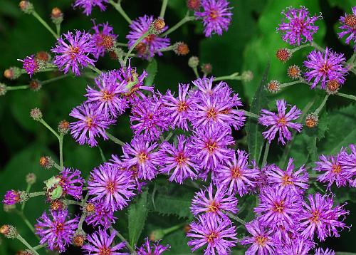 Vernonia_baldwinii_inflorescence2.jpg