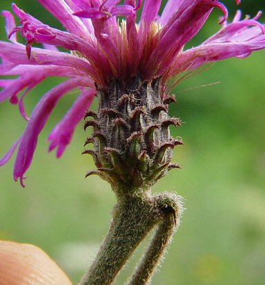 Vernonia_baldwinii_involucre.jpg