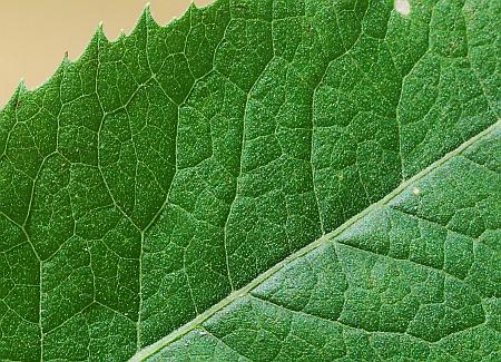 Vernonia_baldwinii_leaf1.jpg