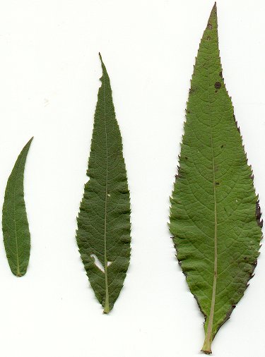 Vernonia_baldwinii_leaves.jpg