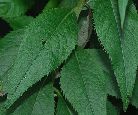 Vernonia_baldwinii_leaves1.jpg