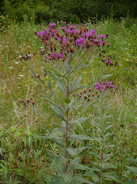 Vernonia_baldwinii_plant.jpg