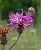 Vernonia baldwinii thumbnail