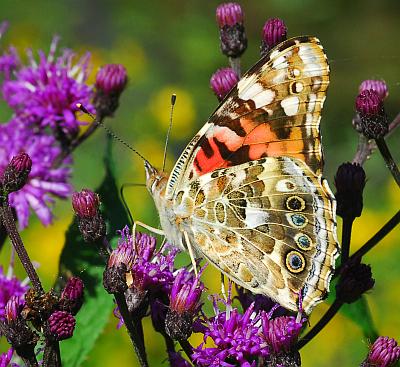 Vernonia_gigantea_butterfly.jpg