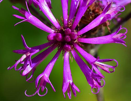 Vernonia_gigantea_florets.jpg