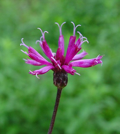 Vernonia_gigantea_flowers.jpg