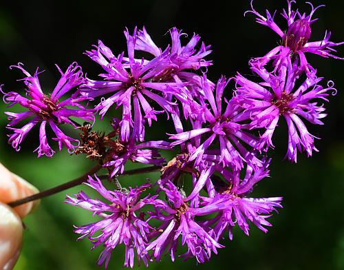 Vernonia_gigantea_heads.jpg